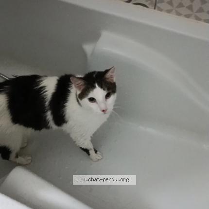 Foto 4/4 Shadow Chat perdido en Rethel