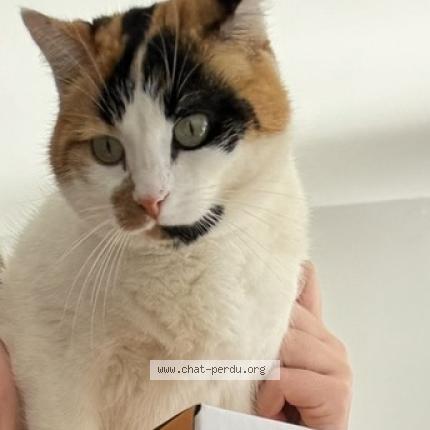 Foto 1/1 Pepsi Chat perdido en Grau du roi