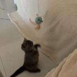 Foto del gato perdido en Nice