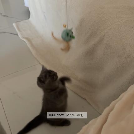 Foto 1/1 Ninette Chat perdido en Nice