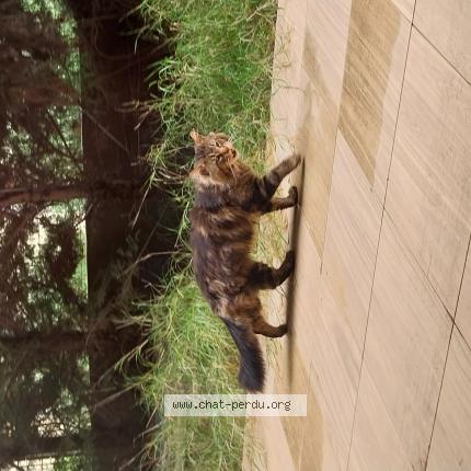 Foto 1/1 Gato encontrado Encontrado en Montpellier