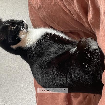 Foto 1/1 Lune Chat perdido en Andlau