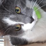 Foto de gato encontrado en Aubignan