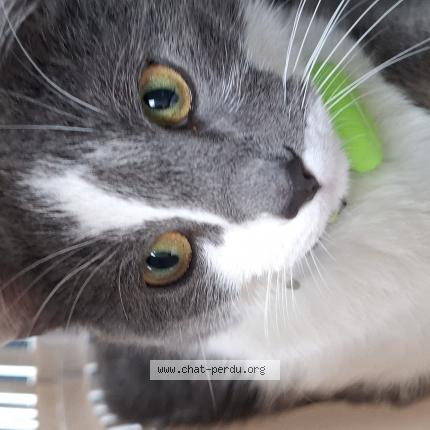 Foto 1/1 Gato encontrado Encontrado en Aubignan