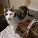 Foto del gato perdido en Saint Nicolas Tilleur