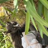 Foto de gato encontrado en Cherbourg