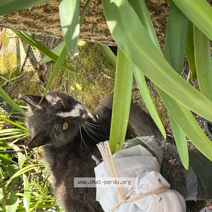 Foto 1/1 Gato encontrado Encontrado en Cherbourg