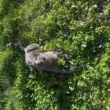 Foto del gato perdido en Les Chavannes En Maurienne