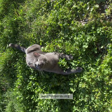 Foto 1/1 Orion Chat perdido en Les chavannes en maurienne