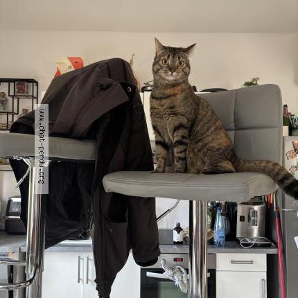 Foto 1/1 Luna Chat perdido en Parmain