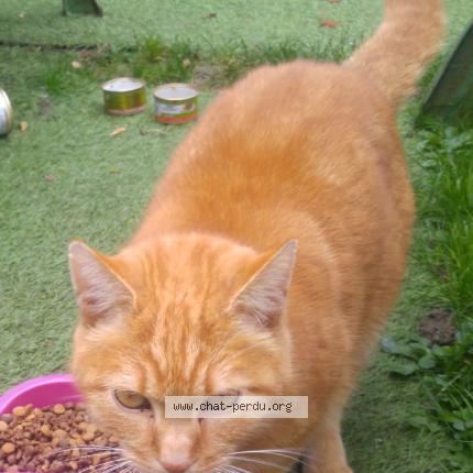 Foto 1/1 speedy Chat perdido en Ermont