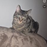 Foto del gato perdido en Ougree