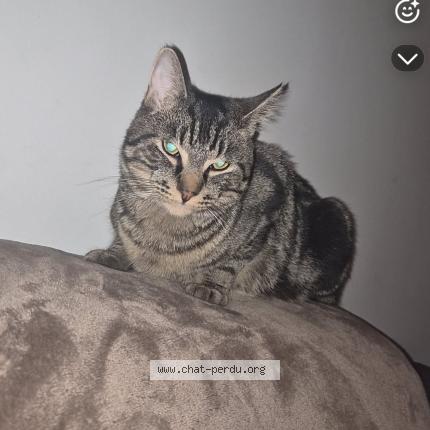 Foto 1/1 Apollon Chat perdido en Ougree