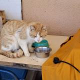 Foto de gato encontrado en Lavergne