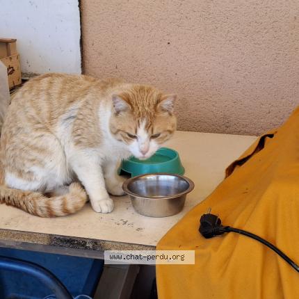 Foto 1/1 Gato encontrado Encontrado en Lavergne
