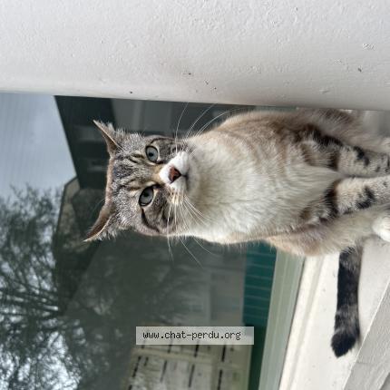 Foto 1/1 Gato encontrado Encontrado en Nancy