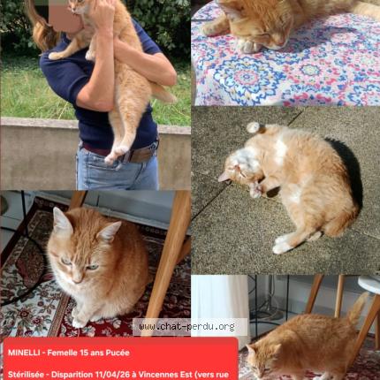 Foto 1/1 MINELLI Chat perdido en Vincennes