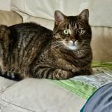 Foto del gato perdido en Fouenant