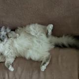 Foto del gato perdido en Lattes