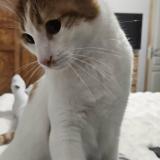 Foto del gato perdido en Heyrieux