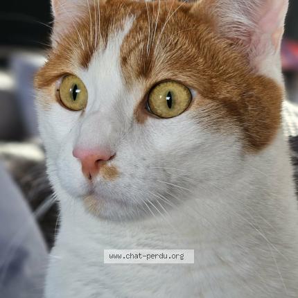 Foto 1/1 Marvel Chat perdido en Heyrieux