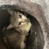 Foto de gato encontrado en Vannes