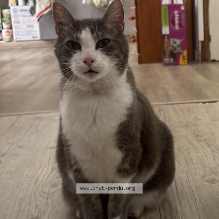 Foto 1/1 Loulou Chat perdido en Lys haut layons