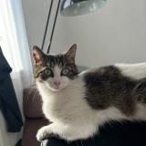 Foto del gato perdido en Plouzane