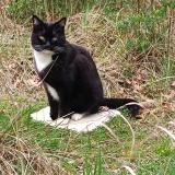 Foto del gato perdido en Bedoin