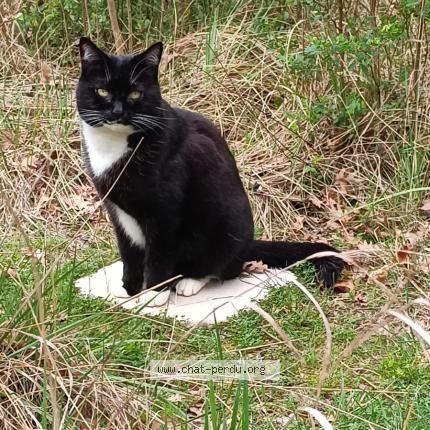 Foto 1/1 Marley Chat perdido en Bedoin