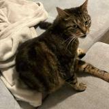 Foto del gato perdido en Blancs Coteaux