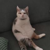 Foto del gato perdido en Mayenne