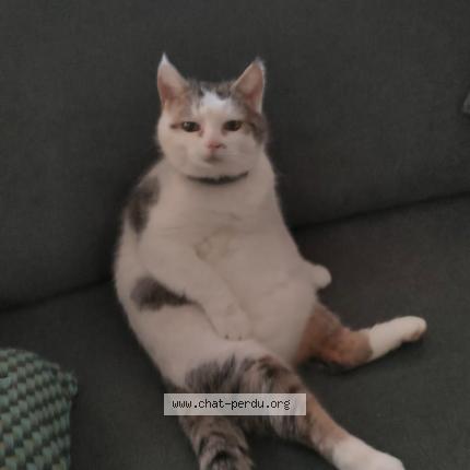 Foto 1/1 Chamallow Chat perdido en Mayenne