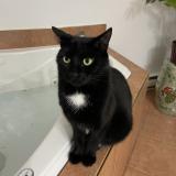 Foto del gato perdido en Montreal