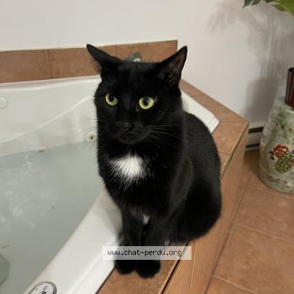 Foto 1/1 Roland Chat perdido en Montreal