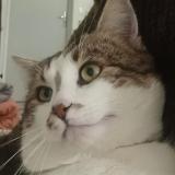 Foto del gato perdido en Nogent Le Roi