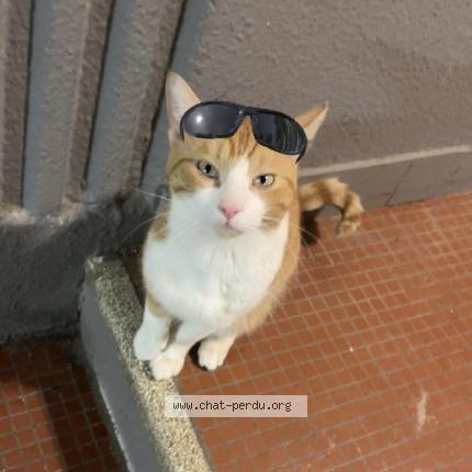 Foto 1/1 Tyrion Chat perdido en Troyes