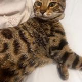 Foto del gato perdido en Uzes