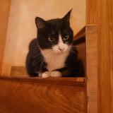 Foto del gato perdido en St Aignan De Couptrain