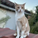 Foto del gato perdido en Attignat