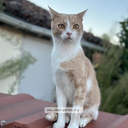 Foto 1/1 Caramel Chat perdido en Attignat