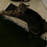 Foto del gato perdido en Paris