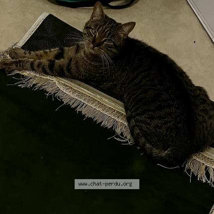 Foto 1/1 Chams Chat perdido en Paris