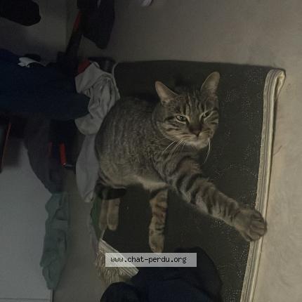 Foto 2/3 Chams Chat perdido en Paris