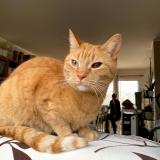 Foto del gato perdido en Smarves