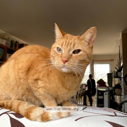 Foto 1/1 Guizmo Chat perdido en Smarves