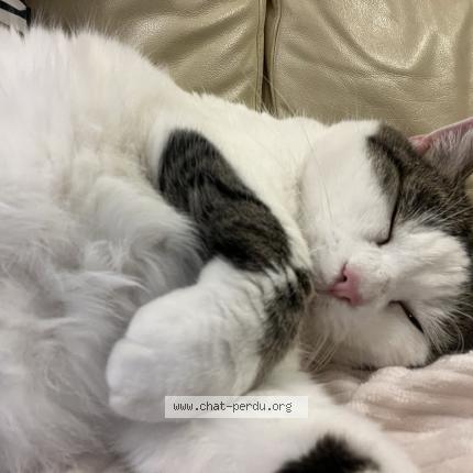 Foto 1/1 Oreo dite Grootinette Chat perdido en Souffelweyersheim