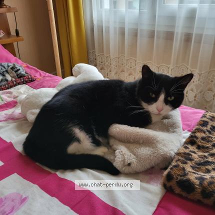 Foto 1/1 Félix Chat perdido en Clamart