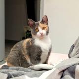 Foto del gato perdido en Autruy Sur Juine