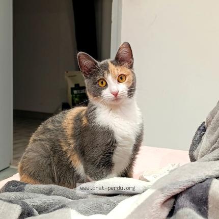 Foto 1/1 Suka Chat perdido en Autruy sur juine